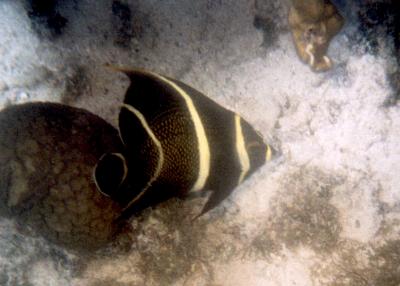 u13/mdbonh/medium/42574105.bvifish20050003.jpg