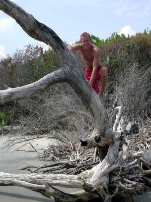 Dan climbs one of the Hugo ravaged trees