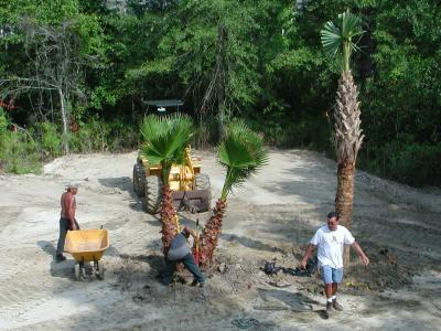 A double Washingtonian Palm is planted in what will be an island in the lawn