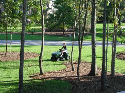 Two firsts - the lawn being mowed, and Sarah doing the mowing
