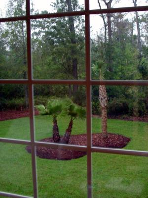 The backyard palm oasis as seen from the office/library