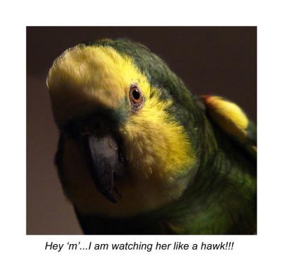 Katie my Parrot
