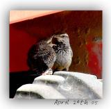 Cactus Wren Mom feeding  her baby