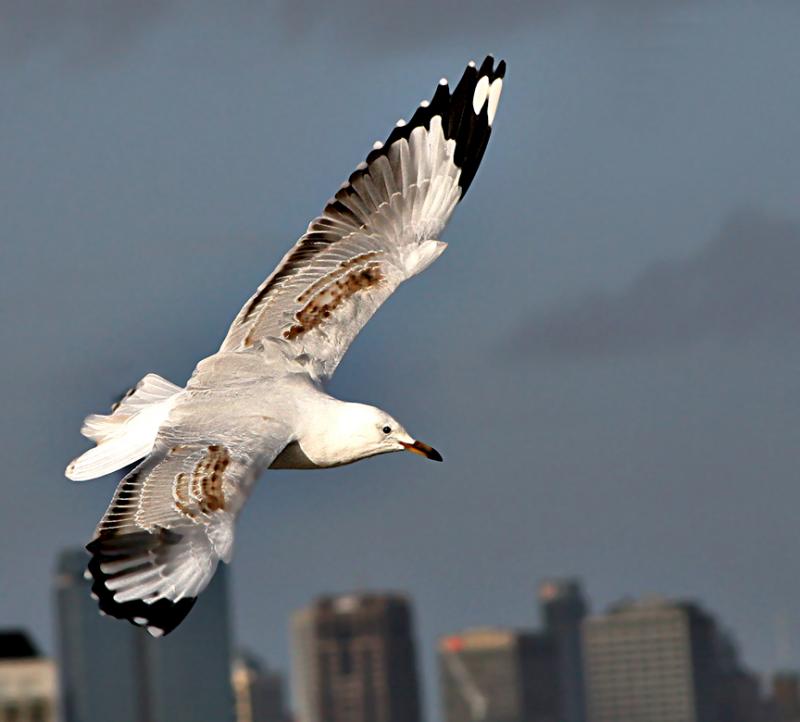 Southern-Sea-Gull.jpg