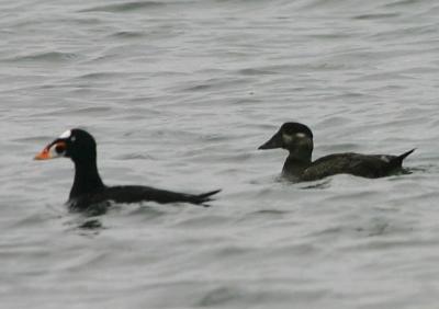 Surf Scoter, male and female pair