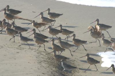 Marbled Godwits on the march