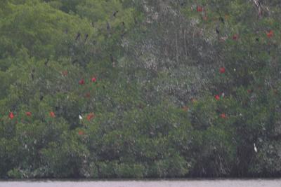Scarlet Ibises and others,settling into their evening nests
