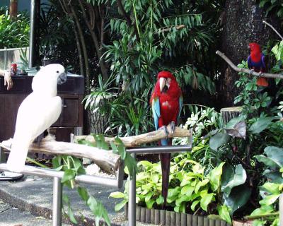 Parrots,Macaws,pet store