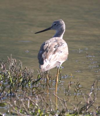 Greater Yellowlegs