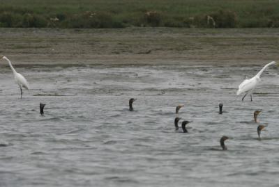 Double-crested Cormorants and Great Egrets