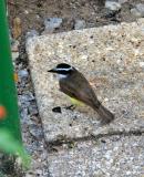 Great Kiskadee