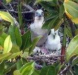 Booby mom and baby