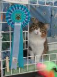 Hello - I was nominated for best in show competition!