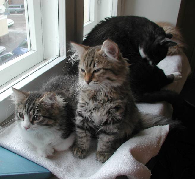 nellikittens13v2.jpg