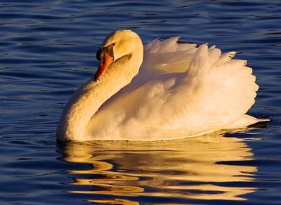 Swan at Sunset 2998