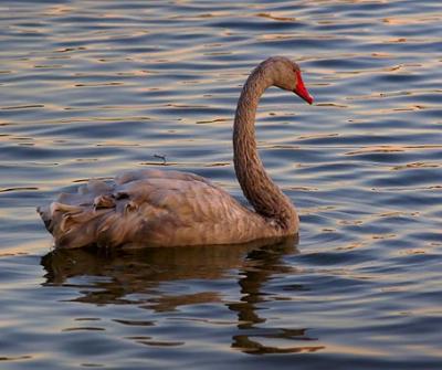 Young Swan 3068