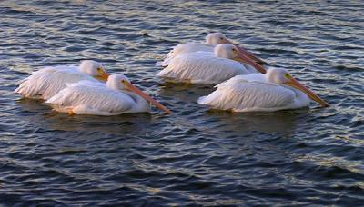 Five Pelicans 3050