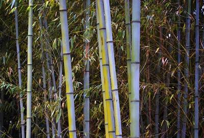 u13/merriwolf/medium/38456494.Bamboo_3598.jpg