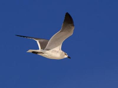 Gull in Flight 3362