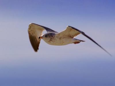 Gull in Flight 3368