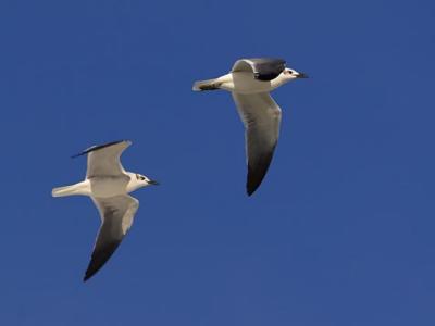 Gulls in Flight 3365