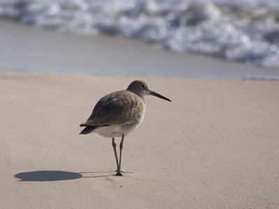 Willet on the Beach 3374