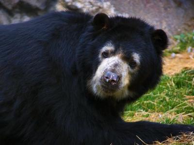 Spectacled Bear 3455