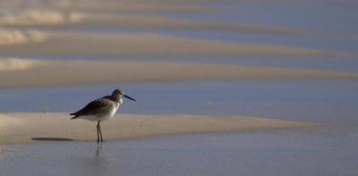 Willet on the Beach 3380