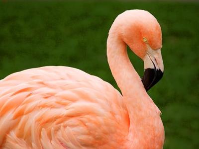 Flamingo 3477