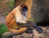 Monkey 3469