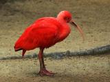 Scarlet Ibis 3441