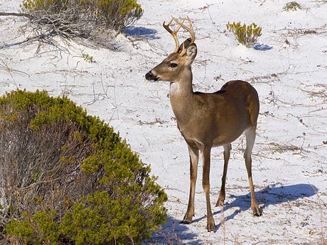 Deer in White Sand 3256