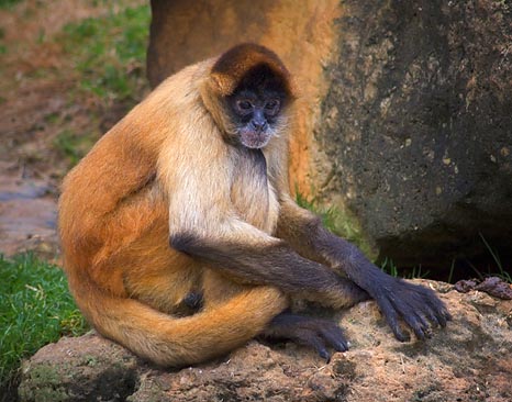Monkey 3469