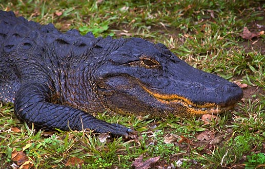 Alligator 3471