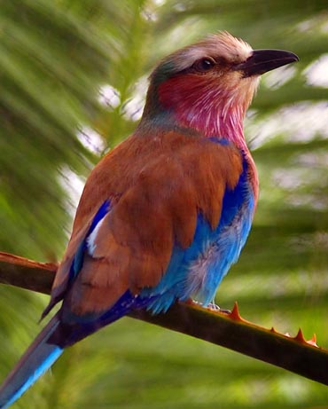 Bird on Thorns 3571