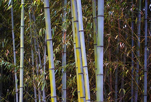 Bamboo 3598