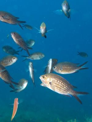 Chromis chromis