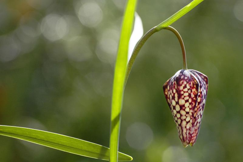 Fritillaria meleagris