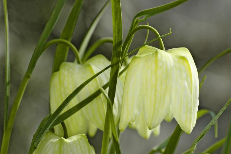 Fritillaria meleagris