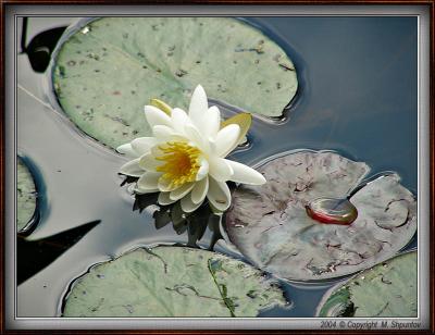 Water Lily #1