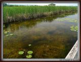 Marshes, Wye Marsh Wildlife Centre