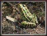 Frog, Wye Marsh Wildlife Centre
