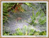 Dew on Web