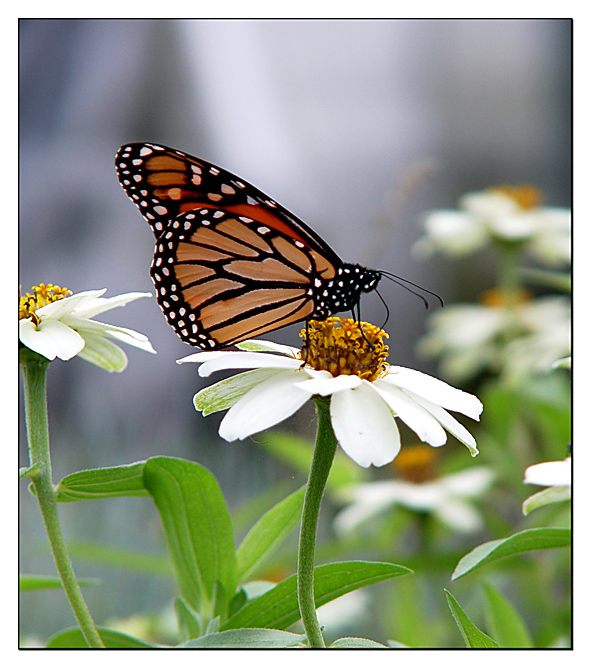 Monarch