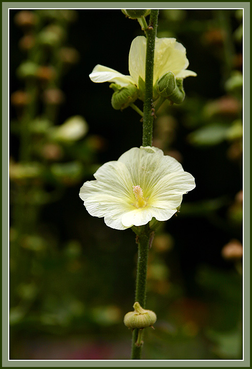 A Flower in the Shakespeare Garden