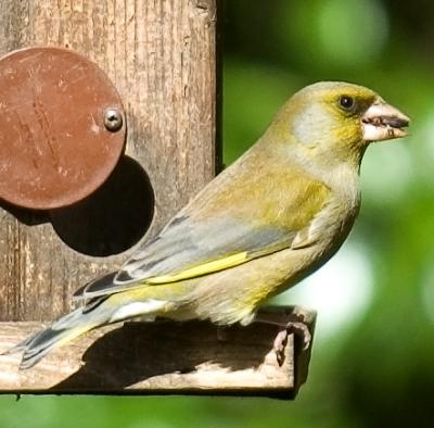 u13/miggy/medium/41717385.GreenFinch1.jpg