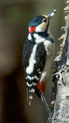Woodpecker Male