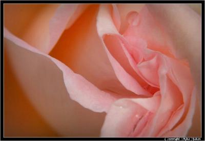 Essence of the Rose
