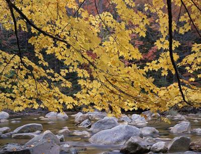 NH Yellow Maples