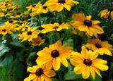 flowers.jpg